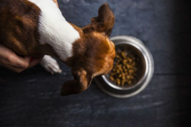 Eukanuba y la rutina de alimentación de tu perro