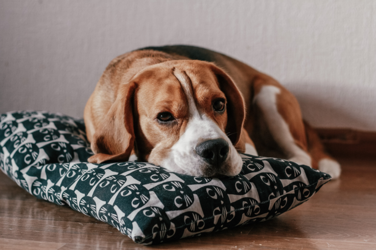El sedentarismo y la felicidad en nuestros perros
