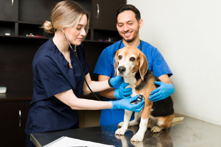 Rutina saludable el chequeo veterinario