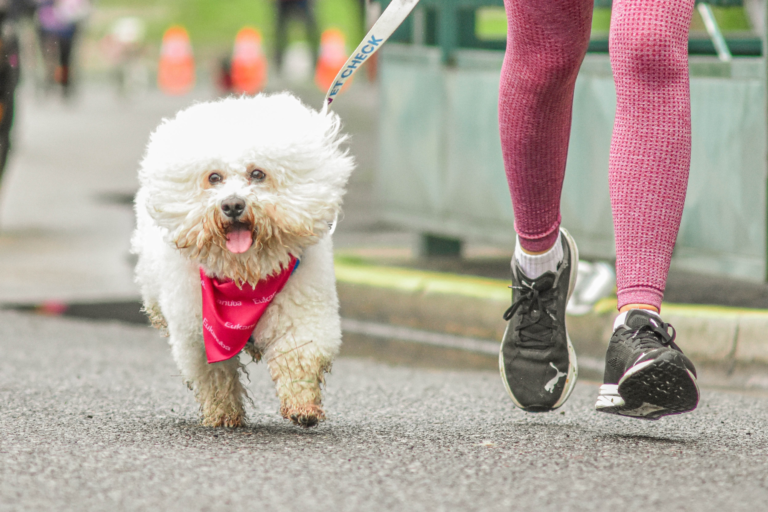 Cómo mantenernos motivados para hacer actividad física con nuestros perros