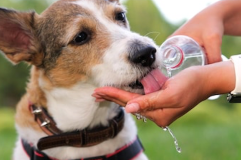 Prevenir el golpe de calor en perros